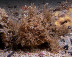 Striated Frogfish, in Crash Boats. by Juan Torres 